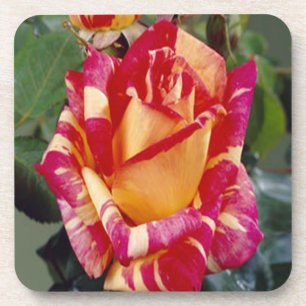 Yellow Pink Roses Coasters