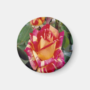 Yellow Pink Roses Magnet