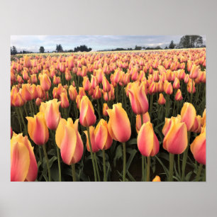 Yellow & Pink Tulip Field, Oregon Poster