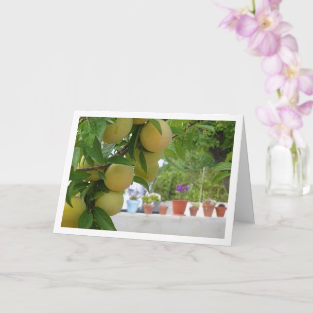 Yellow Plum Portrait Card (Orchid)
