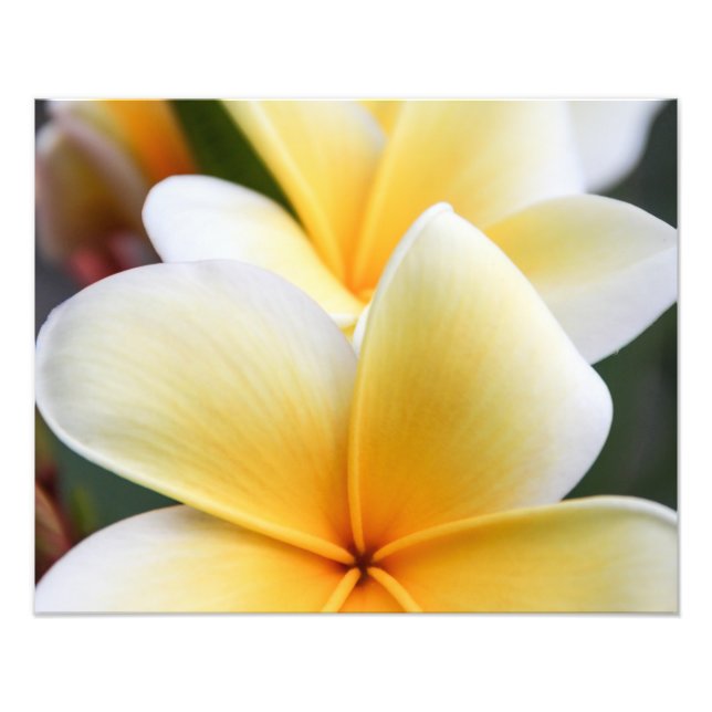 Yellow Plumeria Flower Frangipani Floral Design Photo Print (Front)