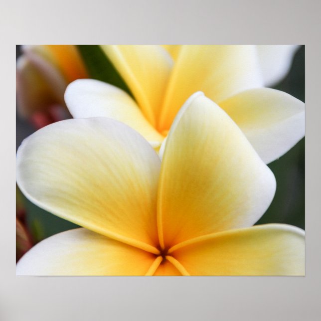 Yellow Plumeria Flower Frangipani Floral Design Poster (Front)