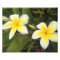 Yellow Plumeria
