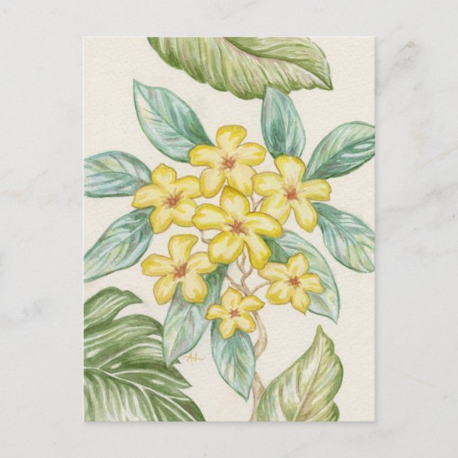 Yellow Plumeria postcard (Front)