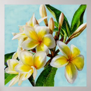yellow plumeria poster