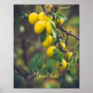 Yellow plums after rain poster