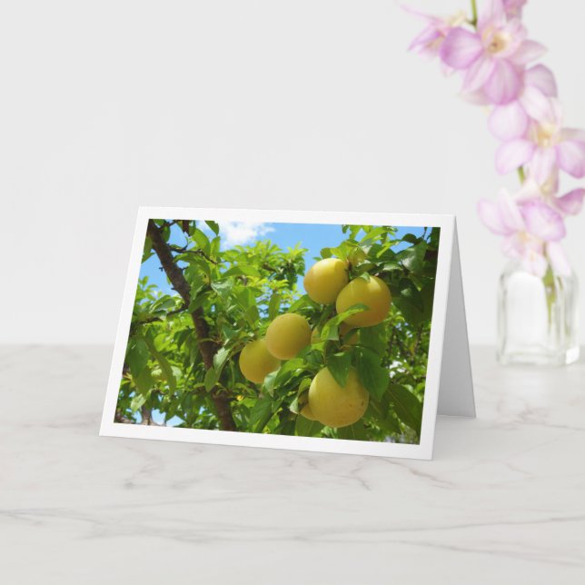 Yellow Plums Blue Sky Card (Orchid)