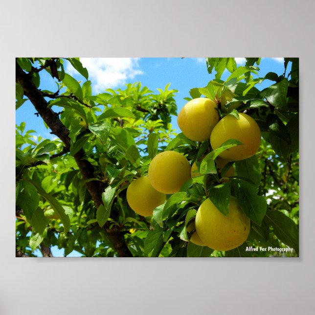 Yellow Plums Blue Sky Poster (Front)