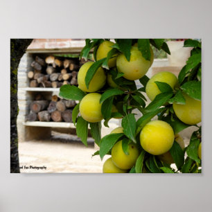 Yellow Plums Rustic Wood Poster
