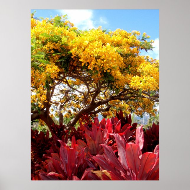 Yellow Poinciana Tree and Red Ti Plants Poster (Front)