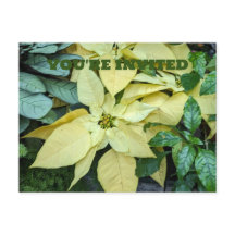 Yellow Poinsettia Holiday Postcard