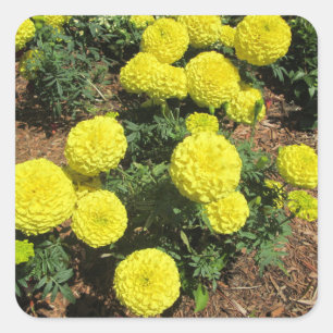 Yellow Pompom Marigolds Garden Plants Square Sticker