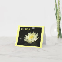 Yellow Pond Lily