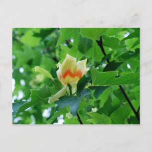 Yellow Poplar Tulip postcard