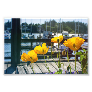Yellow Poppies at the Boat Marina Port Photo Print