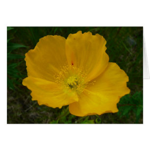 Yellow Poppy Alaskan Wildflower Floral