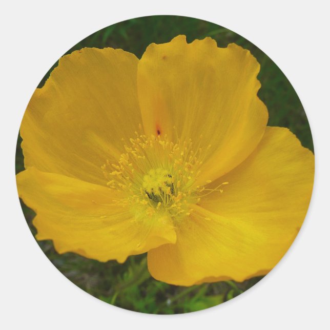 Yellow Poppy Alaskan Wildflower Floral Classic Round Sticker (Front)