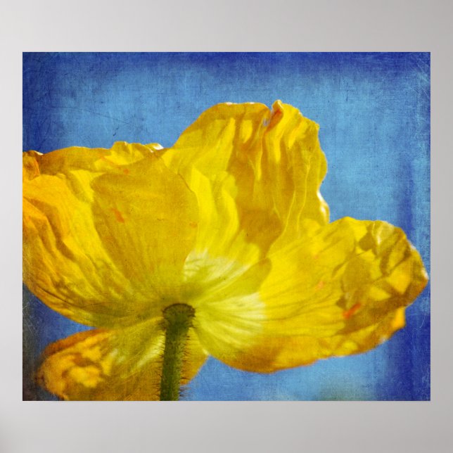 Yellow Poppy Poster (Front)