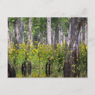 Yellow Post Cards