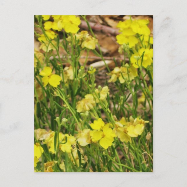 Yellow Postcard (Front)