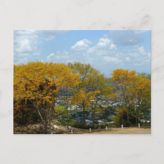 Yellow Poui Trees on San Fernando Hill Postcard (Front)
