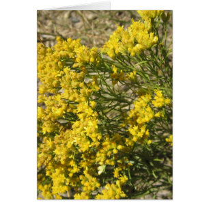 Yellow Prairie Wildflower Card