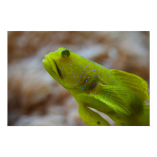 Yellow prawn-goby poster