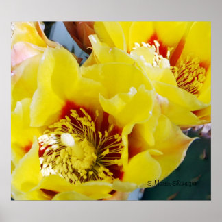 Yellow Prickly Pear Cactus Poster
