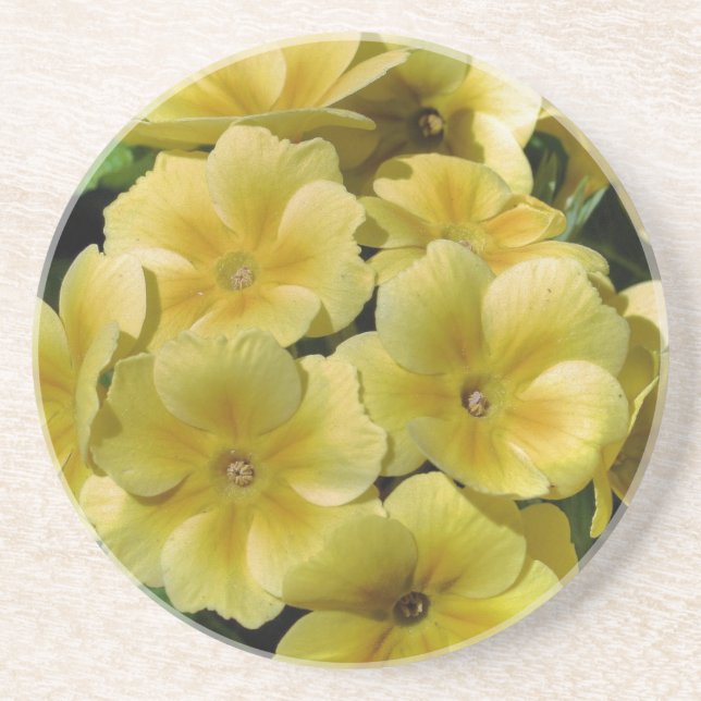Yellow Primrose Floral Coaster (Front)