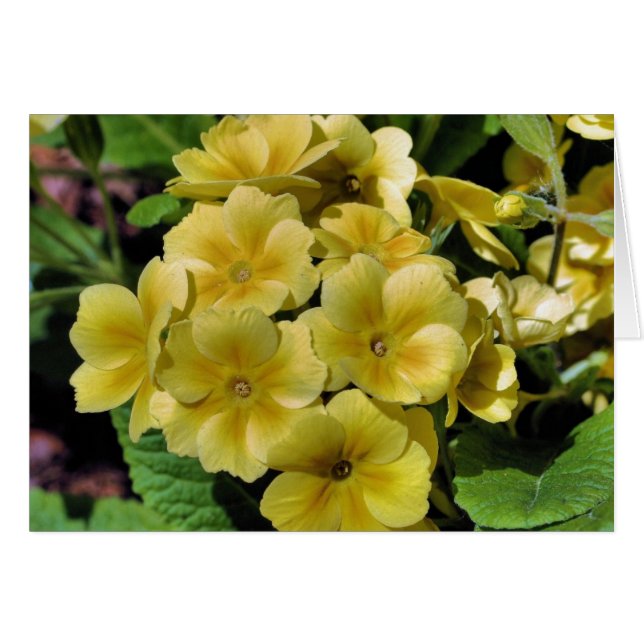 Yellow Primrose Flower Photography Card (Front Horizontal)
