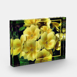 Yellow Primrose Flowers Create Your Own  Photo Block