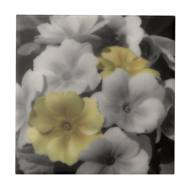 Yellow Primrose Flowers In Black And White Tile (Front)