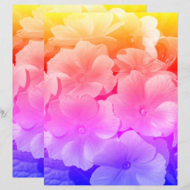 Yellow Primrose Spring Flowers Close Up  (Front/Back)