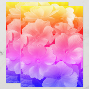 Yellow Primrose Spring Flowers Close Up 