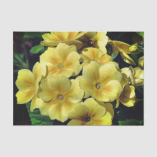 Yellow Primrose Spring Flowers Close Up Decoupage Tissue Paper