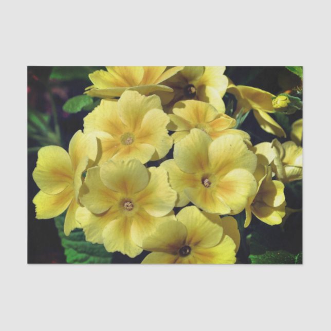 Yellow Primrose Spring Flowers Close Up Decoupage Tissue Paper (Front)