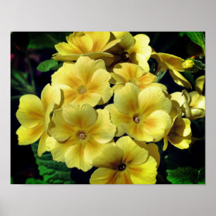 Yellow Primrose Spring Flowers Close Up Poster