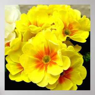 Yellow Primula in springtime Poster