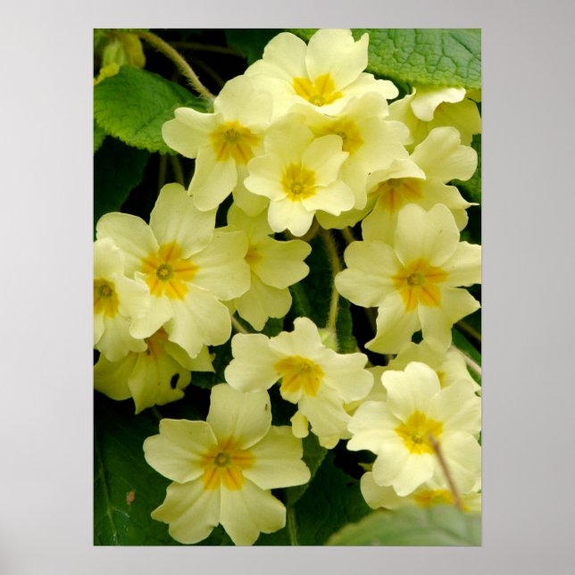 Yellow Primula/Primrose Flower Print/Poster Poster (Front)