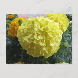 Yellow Puff Flower Postcard