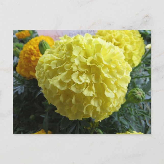Yellow Puff Flower Postcard (Front)