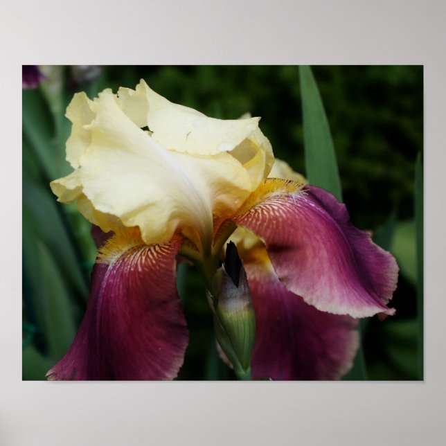 Yellow Purple Bearded Iris Flower Poster (Front)
