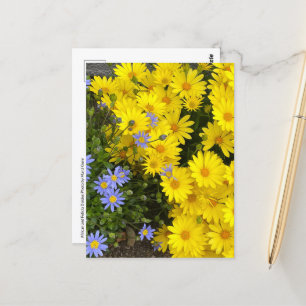 Yellow & Purple Daisies Postcard