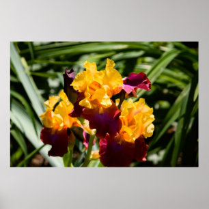 Yellow & Purple Iris Poster