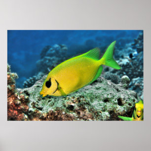 Yellow Rabbitfish Poster