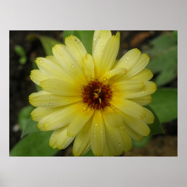 Yellow Raindrops Marigold Print (Front)