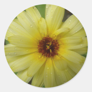 Yellow Raindrops Marigold Stickers