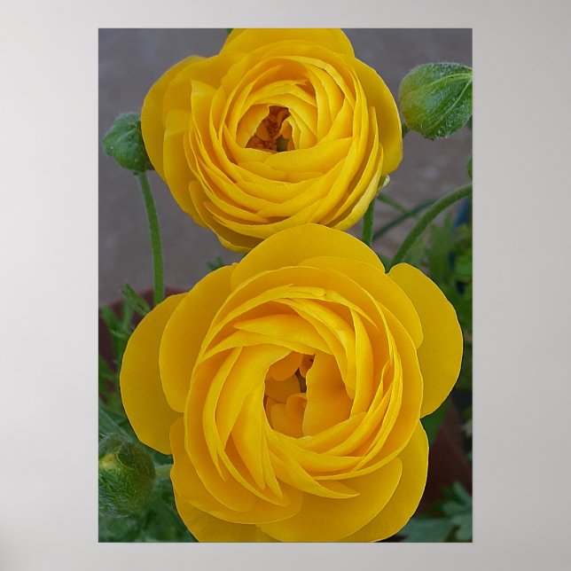 Yellow Rannunculs Spring Bulb Flower Floral Garden Poster (Front)
