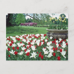 Yellow Red and white tulips, Kew Gardens flowers Postcard