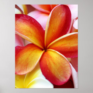 Yellow Red Plumeria Frangipani Hawaii Flowers Poster